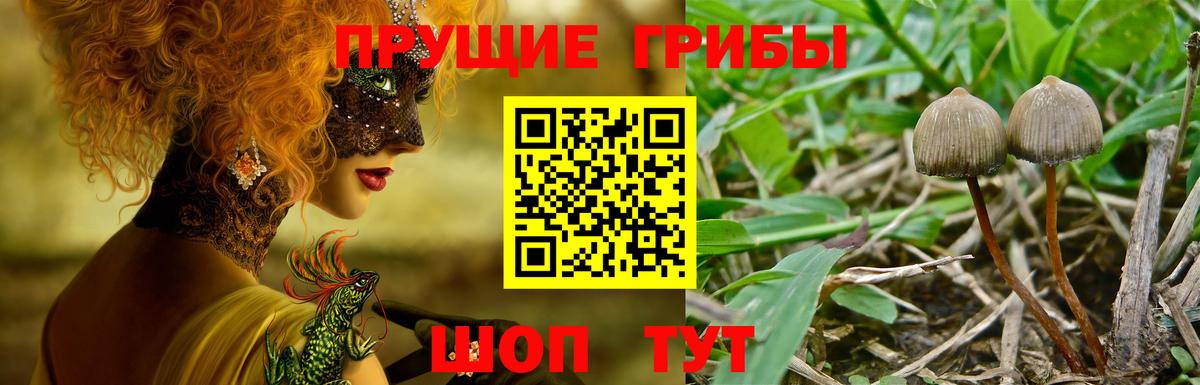Чита  Псилоцибиновые грибы Psilocybine cubensis  Вход с VPN 